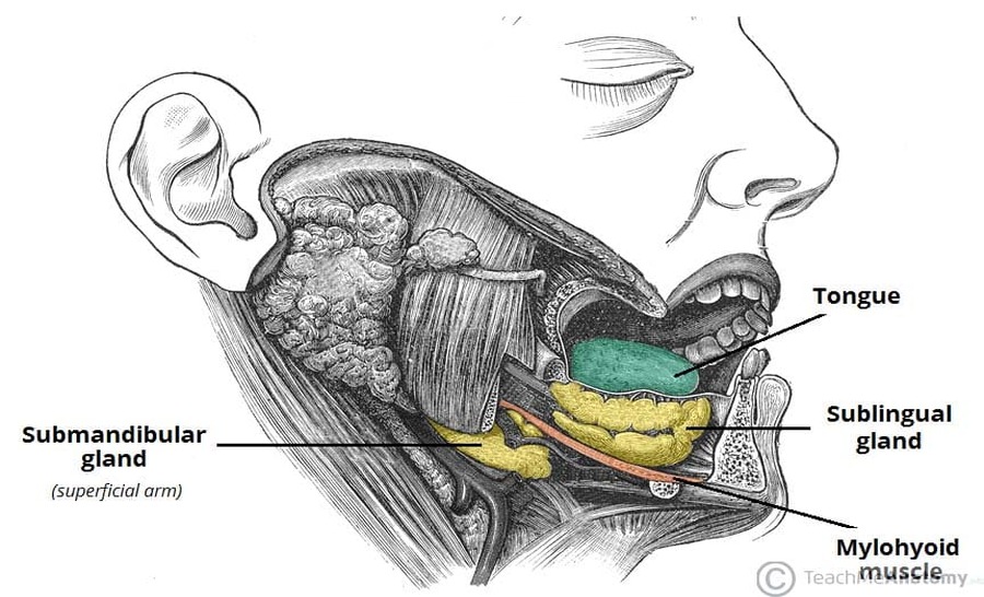 The-Superficial-Arm-of-the-Submandibular-Gland-1.jpg